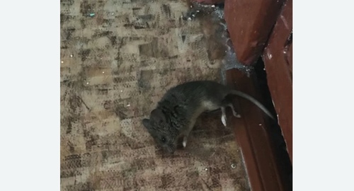 Дезинфекция от мышей в Дмитровском районе Москвы